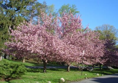 Cherry Trees