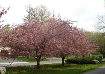 Cherry Trees